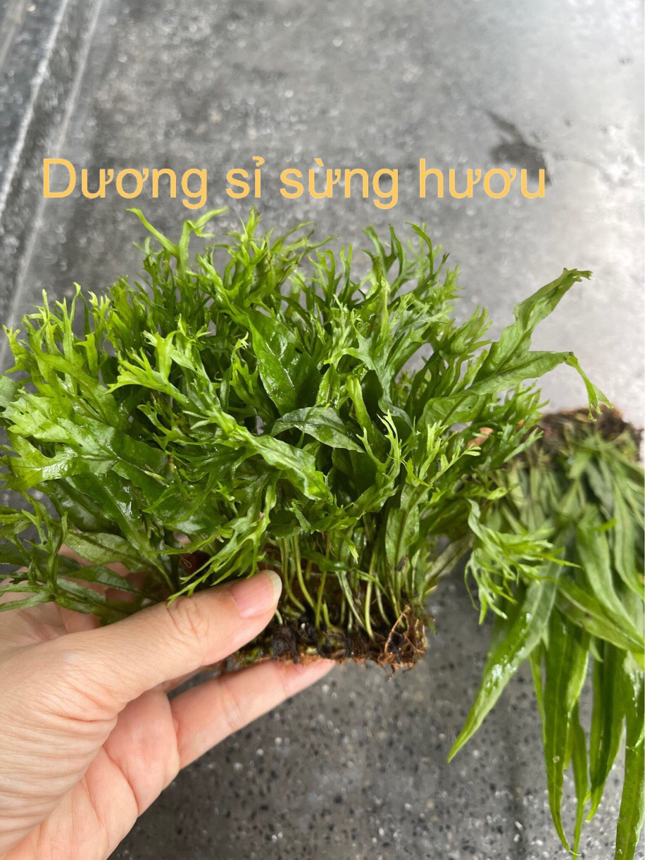 Dương xỉ sừng hưu miếng - Cây dương xỉ lá hẹp trang trí bể thủy sinh lá nước trang trí bể cá cảnh