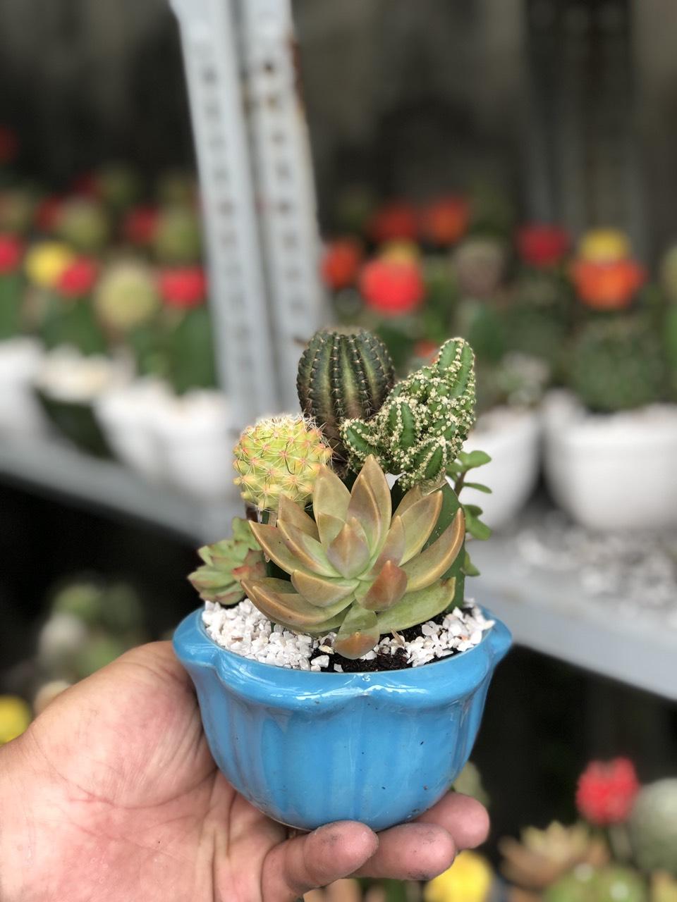 Xương Rồng ghép Chậu Sứ