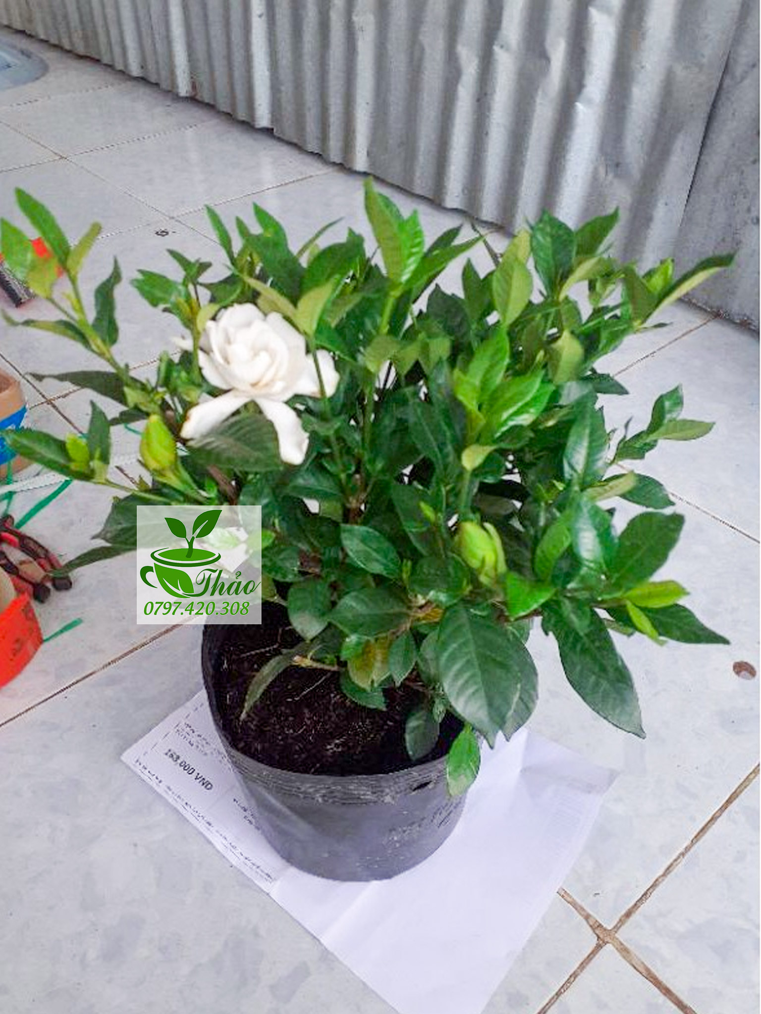 Cây lài tiểu thư trồng sân vườn hoa siêu thơm