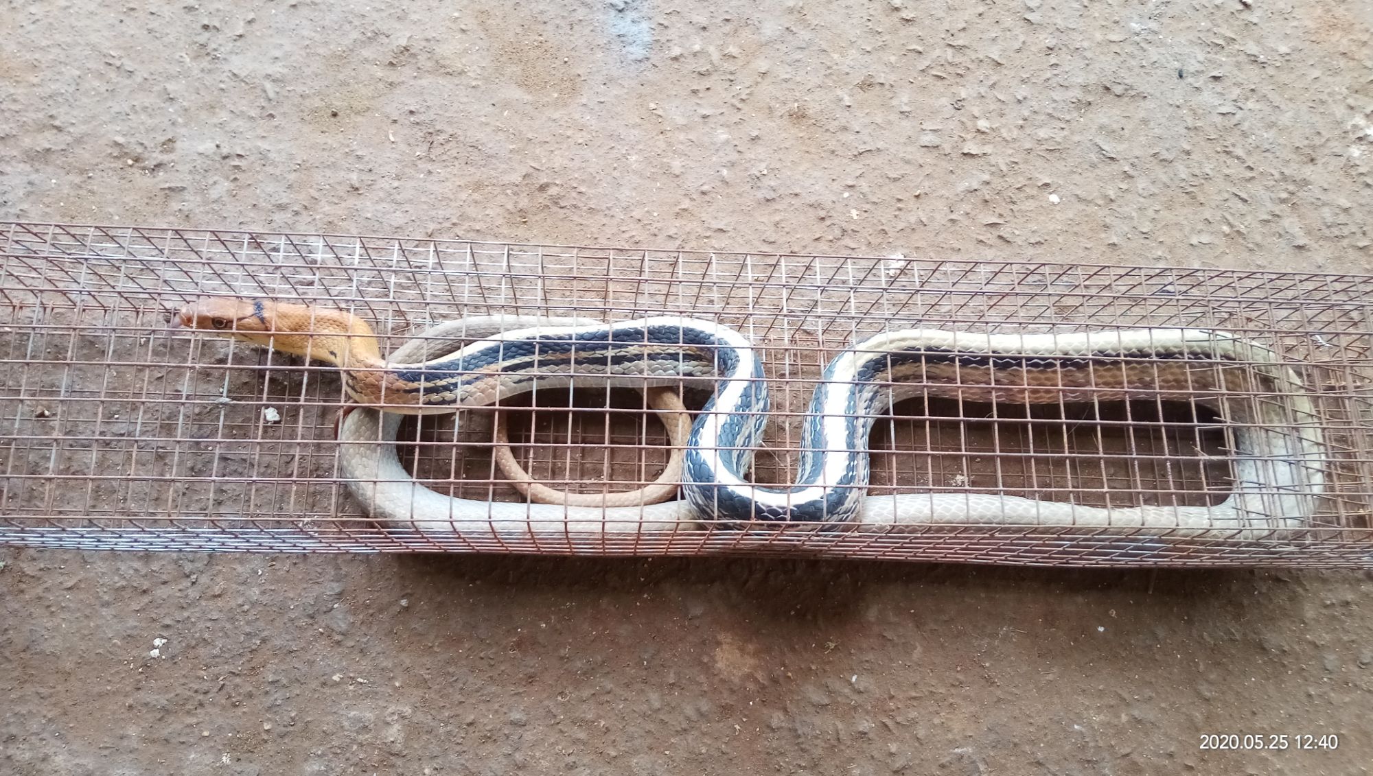 Snake Trap Cage, 1 Piece, 60cm Long