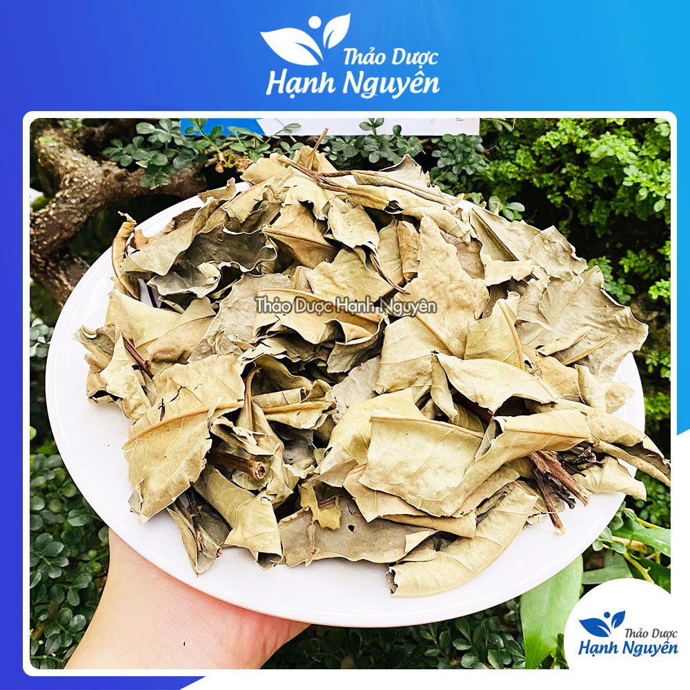 Lá vối khô 1kg, lá vối nếp sạch, thơm - Thảo dược hạnh nguyên
