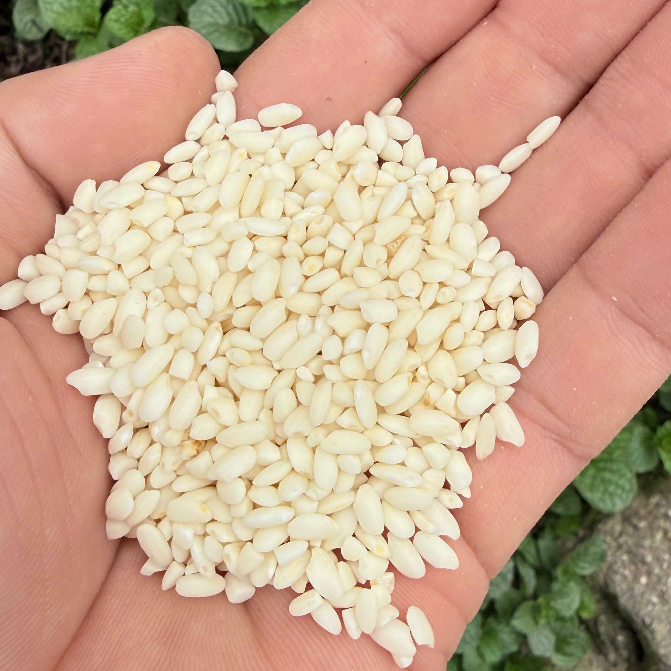 1kg Gạo Nếp Râu Đặc Sản Hà Giang Gạp Nếp Râu Nấu Xôi Cực Ngon Giá 1 KG Gạo Nếp Râu Nấu Xôi Ngon
