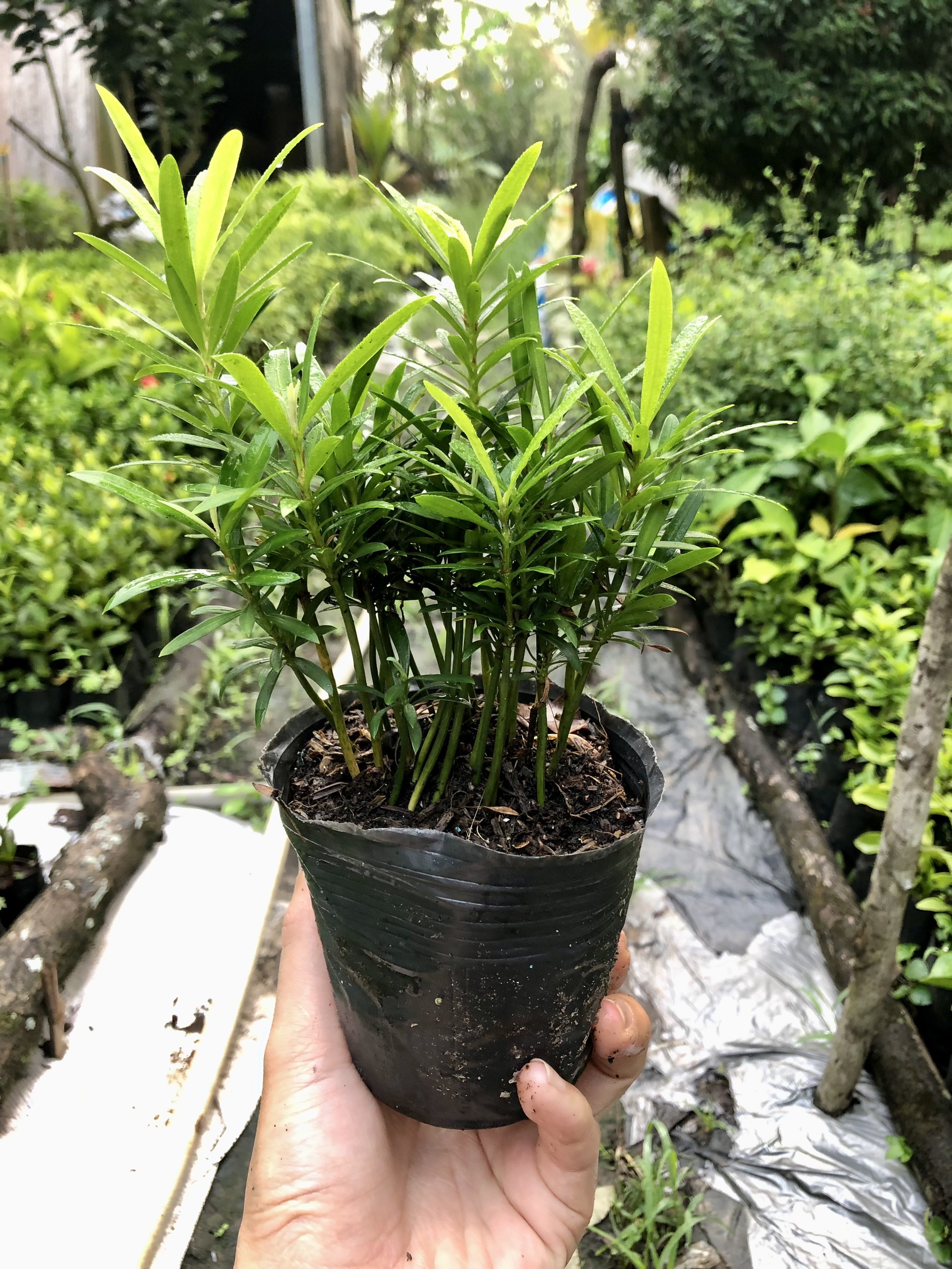 Chậu 20 Cây Tùng La Hán (ảnh Thật) Boiboi.Organic, Trong Bầu Đất, Rễ Mạnh