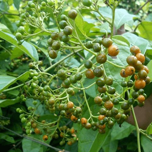 cây xạ đen khô 1kg