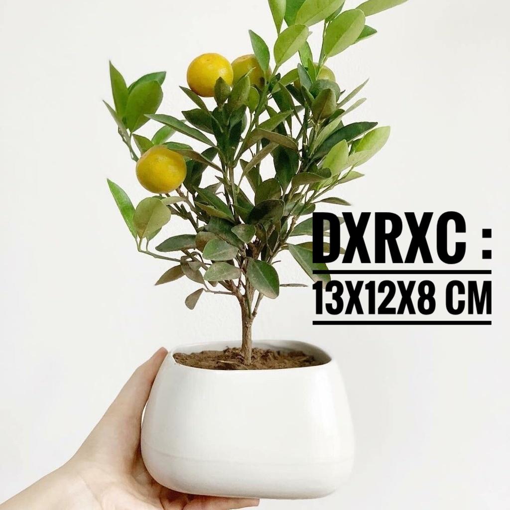 Chậu sứ méo trồng cây cảnh mini, chậu để bàn, cây hoa kiểng, sen đá, xương rồng