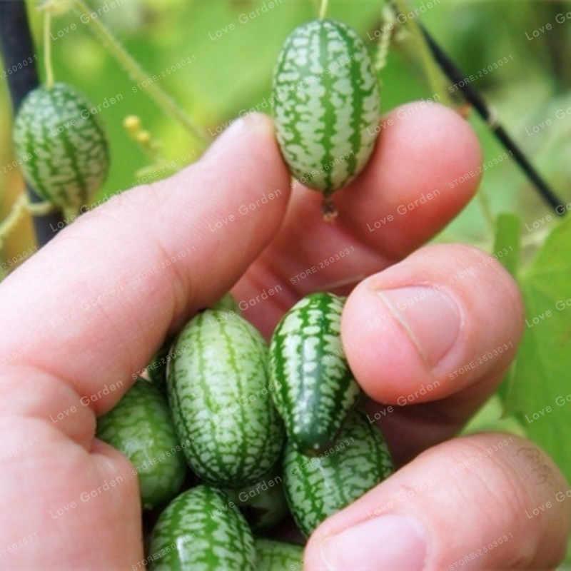 - Combo 5 gói Hạt giống dưa hấu mini chất lượng cao