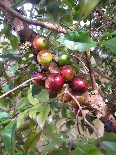 Cây giống trái hồng quân