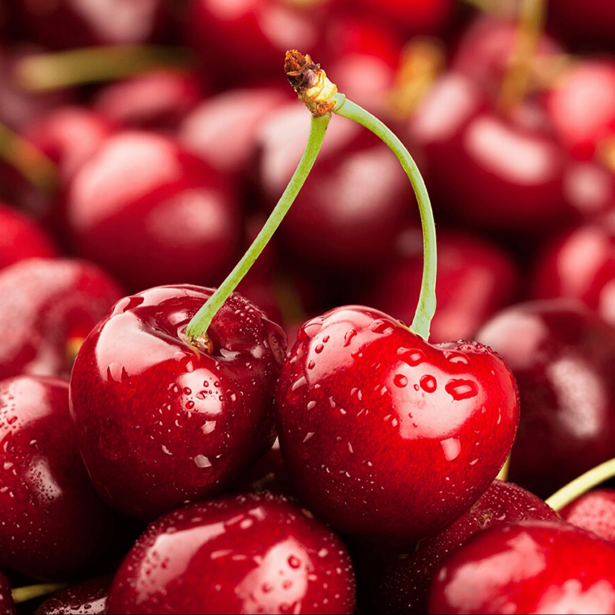 Hạt giống cherry