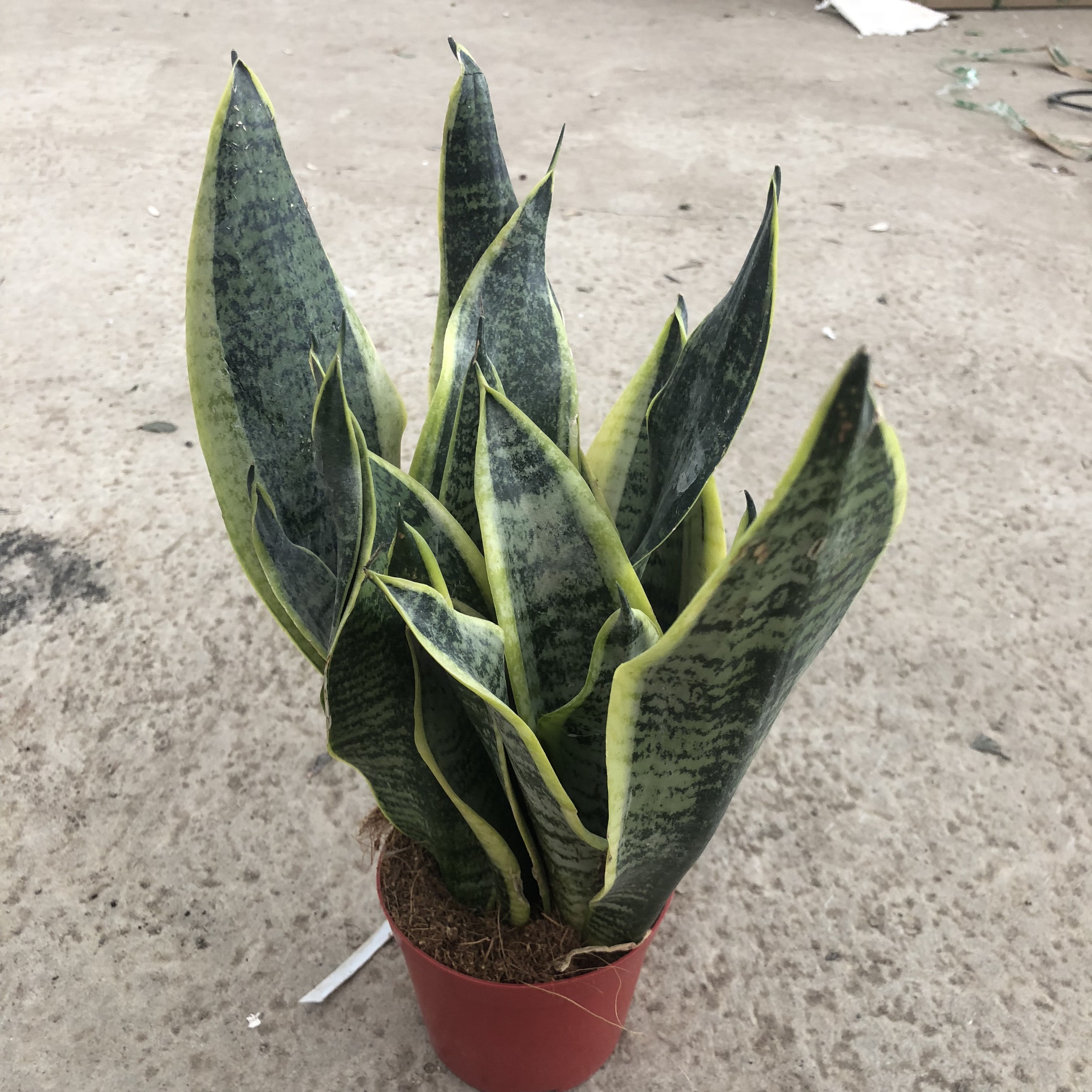 Cây lưỡi hổ mini thanh lọc không khí, chiều cao cây 20-25cm lá to đẹp giúp thanh lọc không khí, thích hợp trang trí