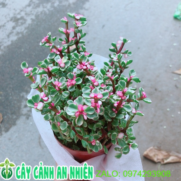 Cây cành vàng lá ngọc