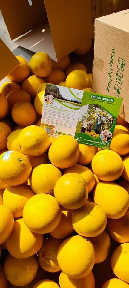 Bưởi diễn hữu cơ mộc ân