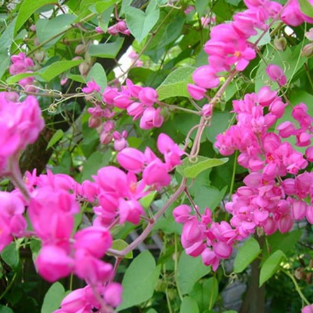 Dây hoa tigon, mặt hàng đang được săn đón, chất lượng sản phẩm đảm bảo và cam kết hàng đúng mô tả