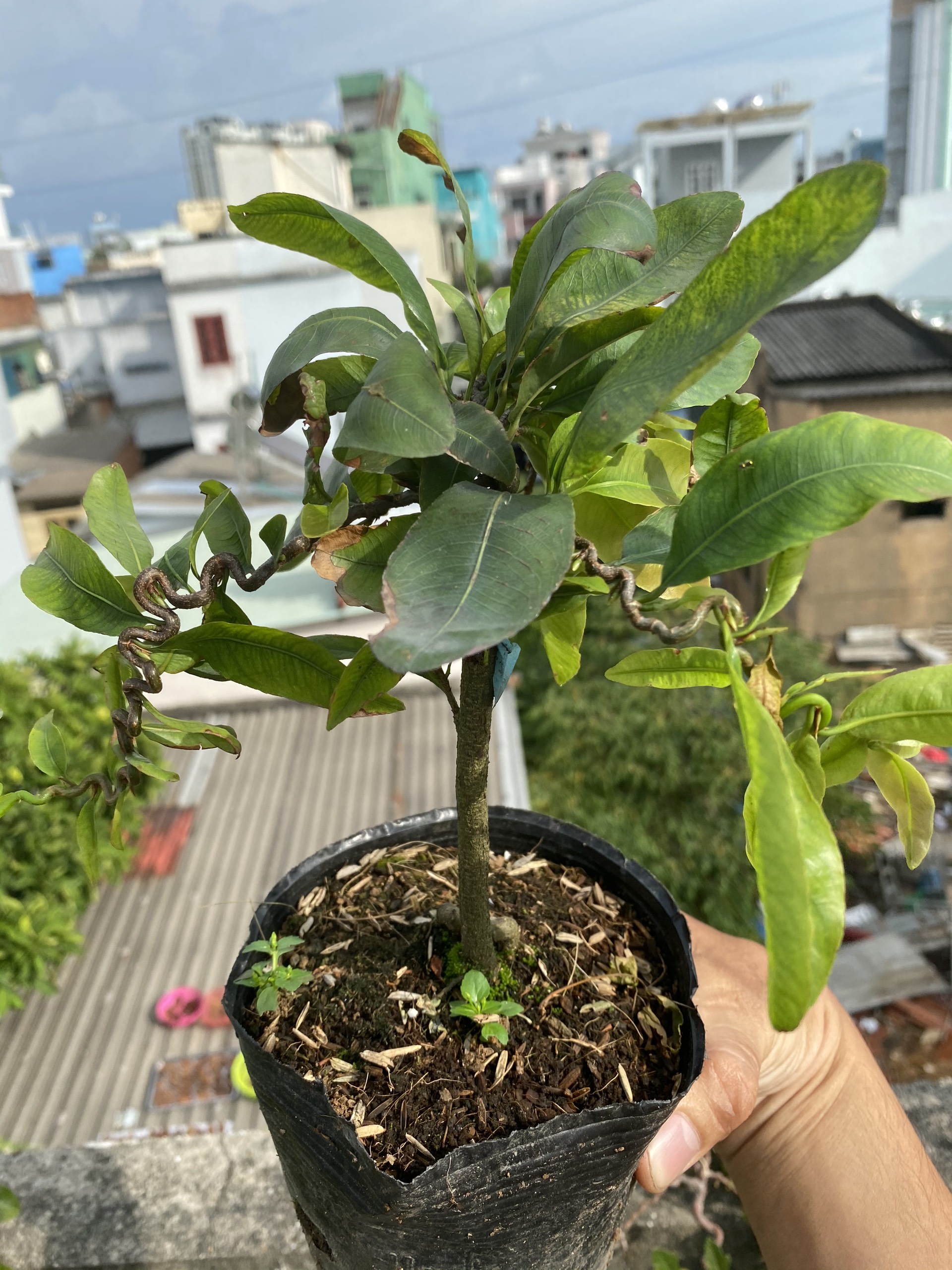 Cây Mai Tự Xoắn độc lạ