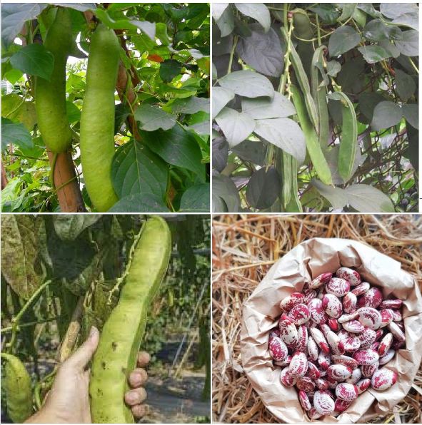 Hạt giống đậu hồng ngự-gói 5 hạt