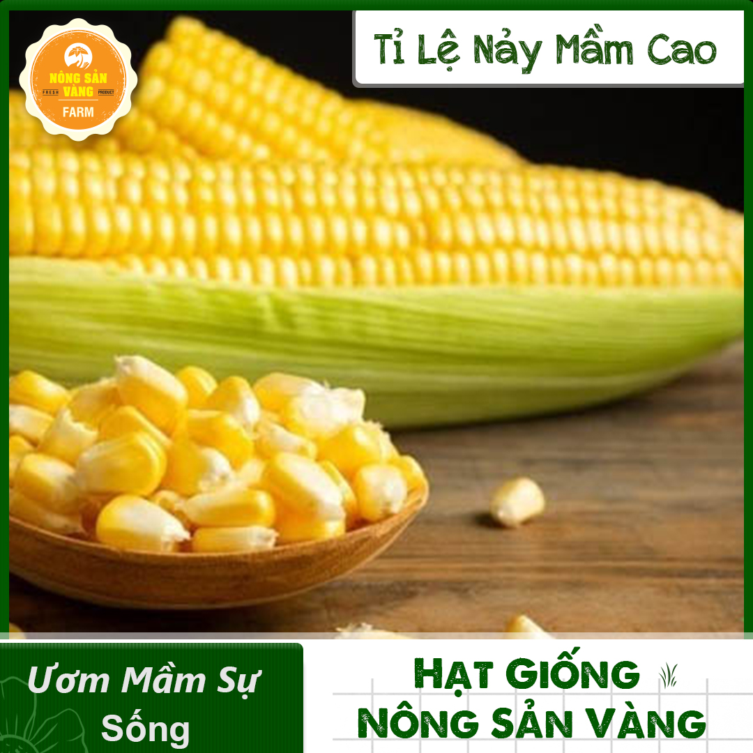Hạt giống Bắp Mỹ - Ngô, Vị Ngọt Đặt Trưng (Dùng Làm Bắp Rang Bơ) Dễ Trồng, Được Ưa Chuộng ( Gói 10 Gram ) - Nông Sản Vàng