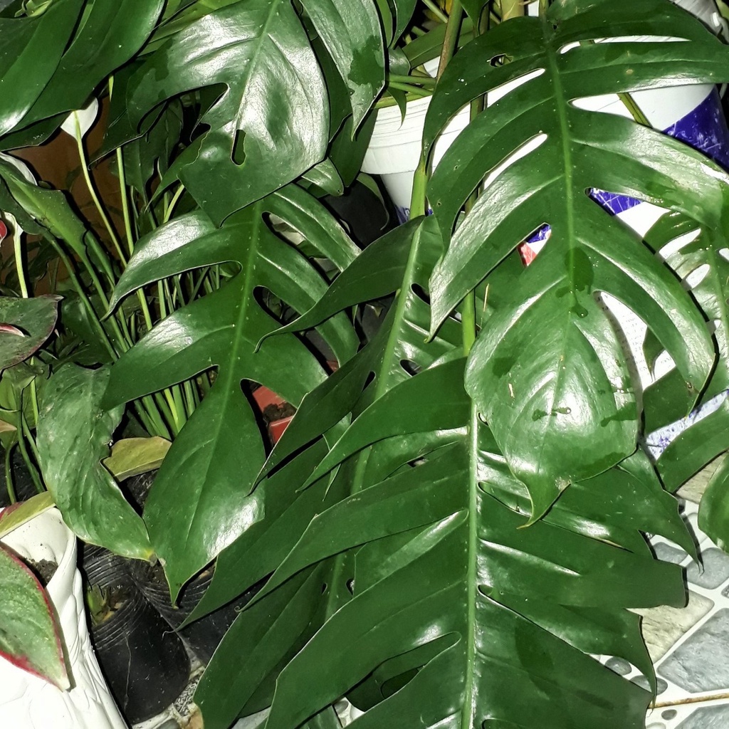Trầu bà lá xẻ cao 60cm 683