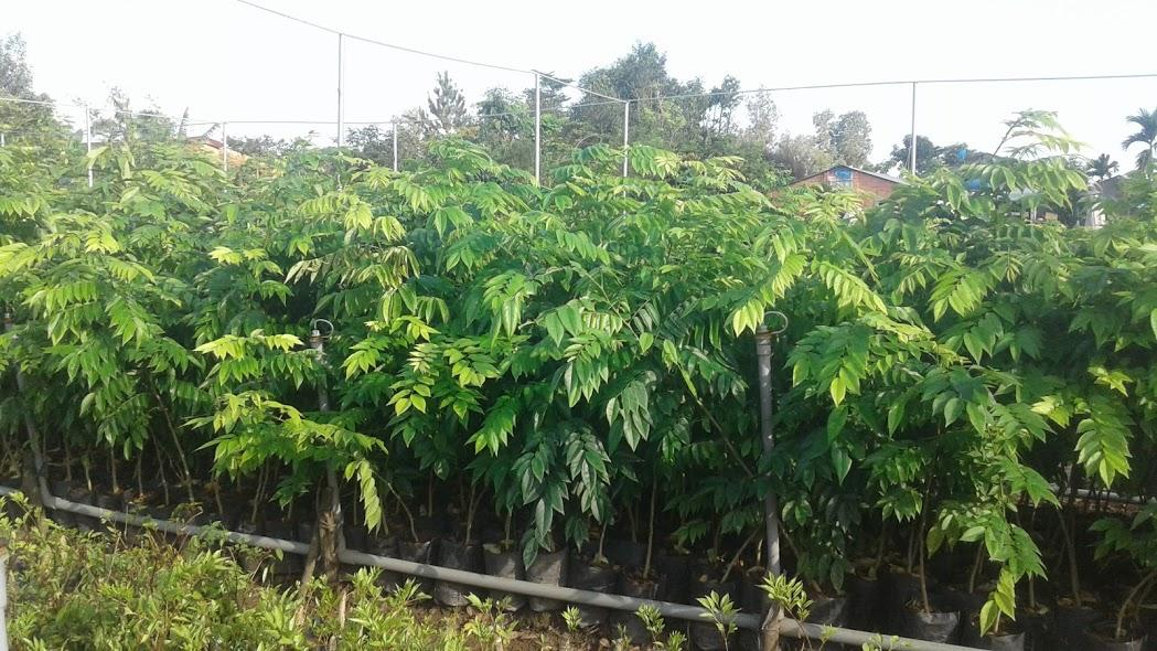 Cây sưa đỏ giống- cao 90cm-1m