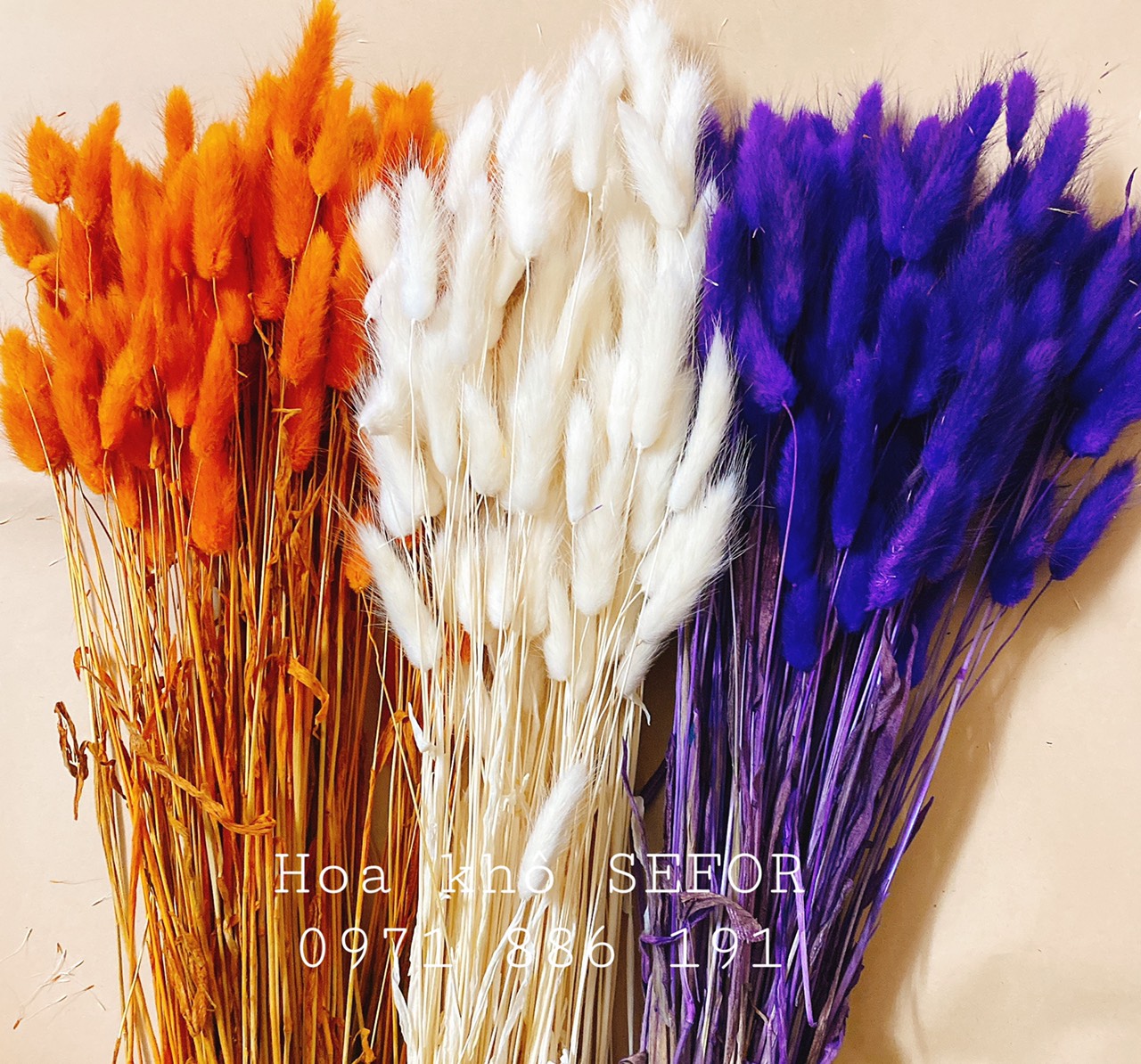 Cỏ Đuôi Thỏ, Hoa khô Lagurus Bunny Tails (Set 5 bông) ❤️FREESHIP❤️ Cỏ đuôi thỏ decor phong cách vintage