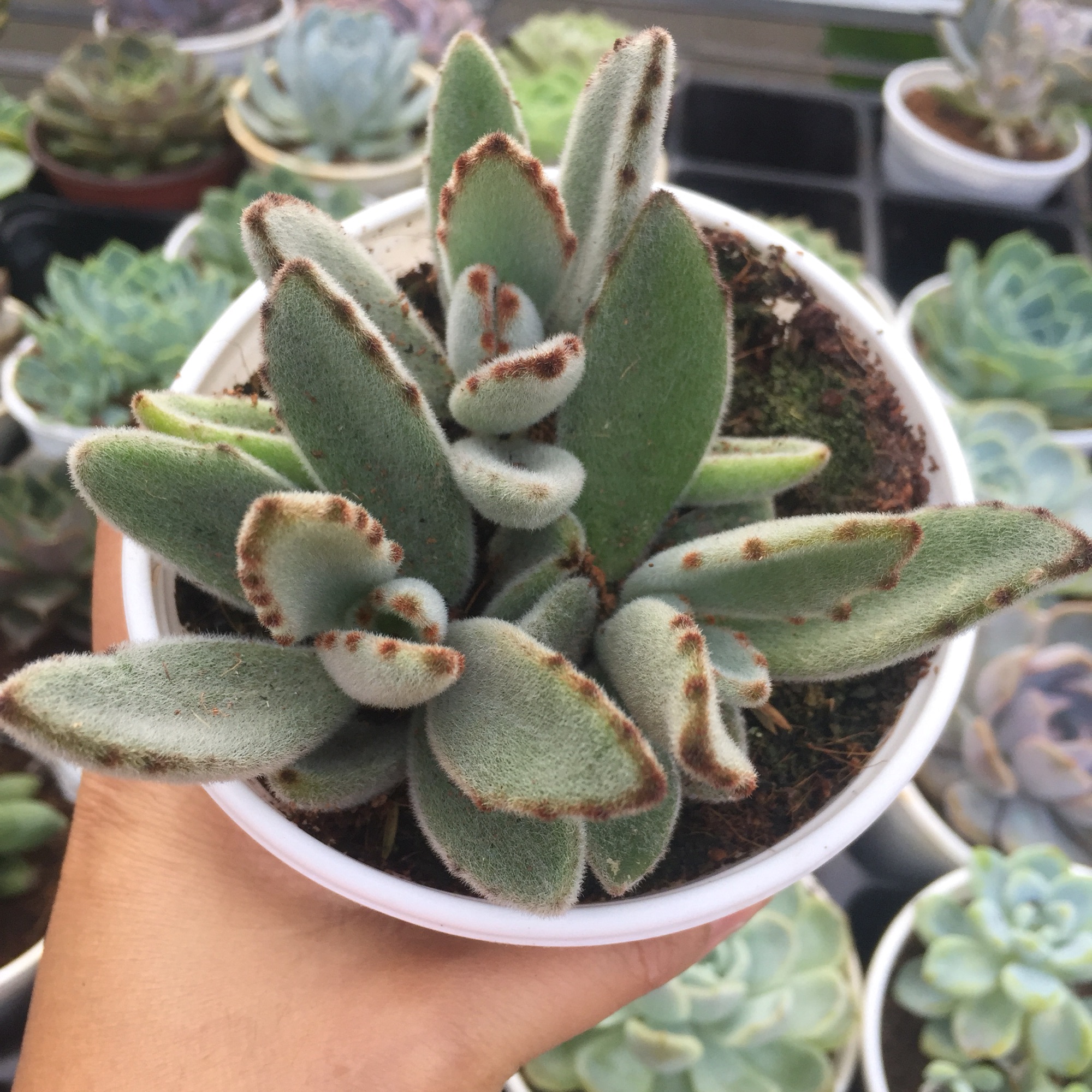 Sen Đá Nhung Viền Đen size trung