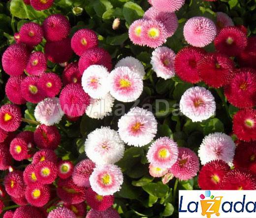 100h Hạt Giống Hoa Cúc Anh Siêu Lùn 15cm Kép Mix (C5.302| -KD: B25*V14*M235)