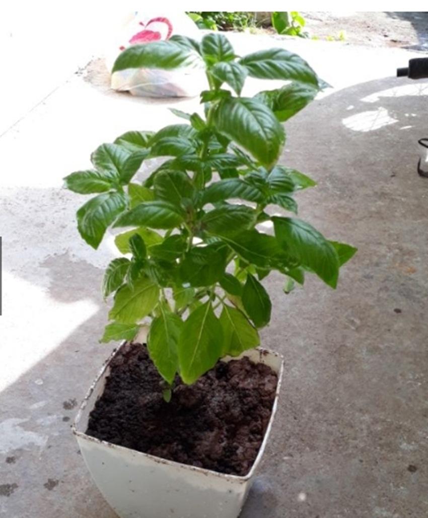Hạt giống basil tím