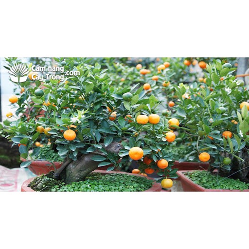 Cây quất mini cao 40 cm Loại 1 đang có quả nhỏ.