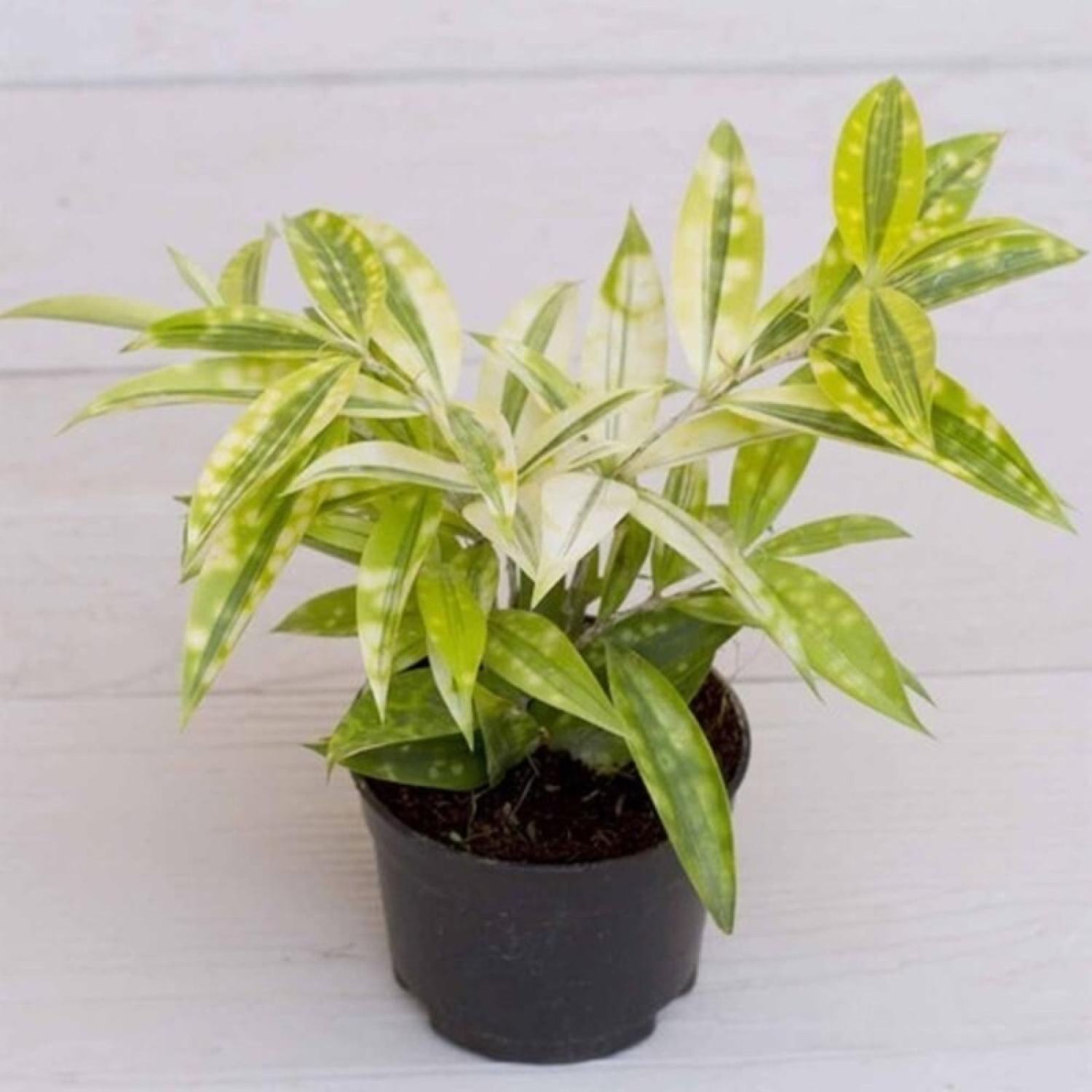 Cây Dracaena Golden Milky chậu treo bí ngô