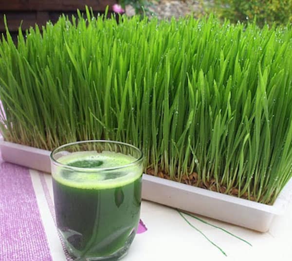 Hạt giống mầm lúa mạch 20gr