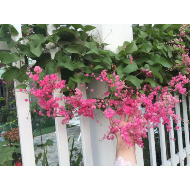 Cây Hoa Tigon Cao Gần 1M