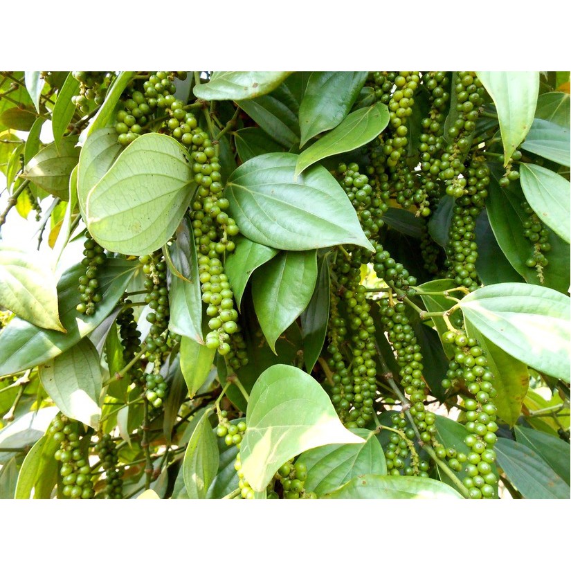 Hạt tiêu đen hột tiêu khô chắc tiêu nhà trồng
