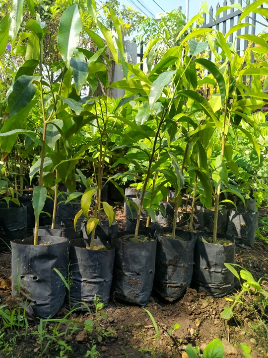 Combo 10 cây trầm hương (gió bầu)