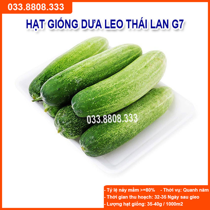 Hạt giống dưa leo f1 g7 gói 1gram - dưa năng suất cao