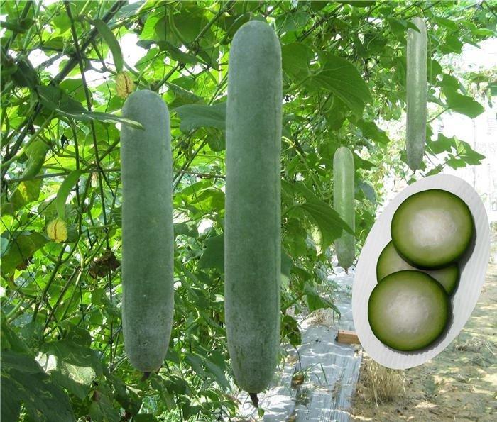 Hạt giống bí đao xanh trái dài
