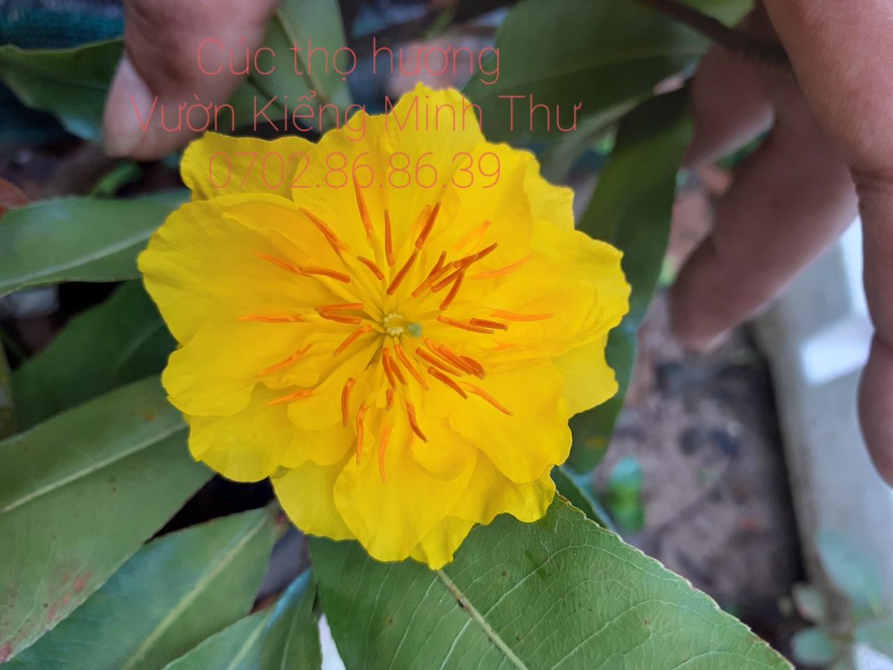 2 cây mai cúc thọ hương mini