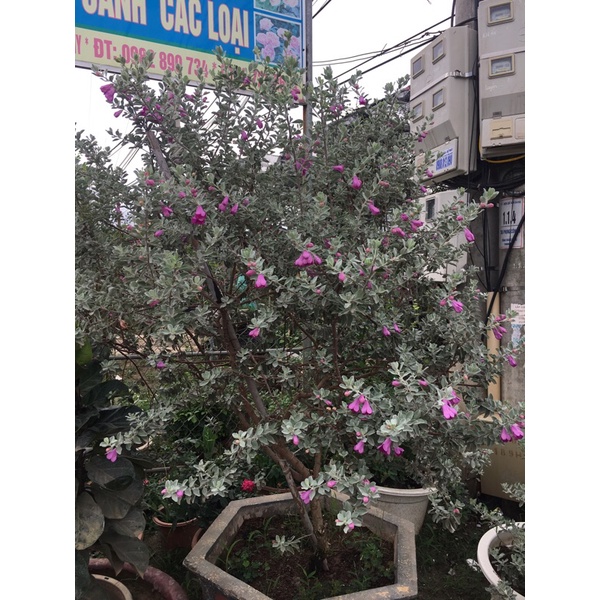Cây tuyết sơn phi hồ cao 30-40cm