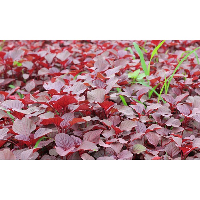 Hạt giống rau dền đỏ cao sản dễ trồng