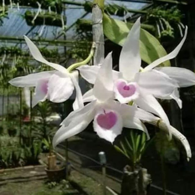 DÃ HẠC 5CT HỌNG HỒNG