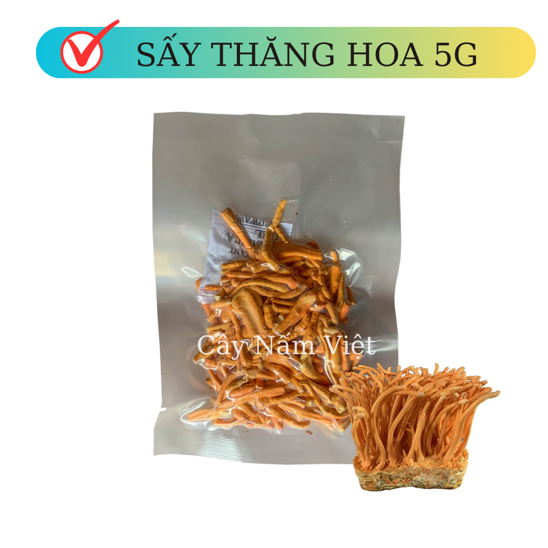 Đông trùng hạ thảo khô sấy thăng hoa 5g