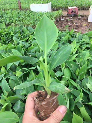 [ Viện Công Nghệ Sinh Học Nông Lâm ] Cây giống CHUỐI TIÊU HỒNG ngọt thơm