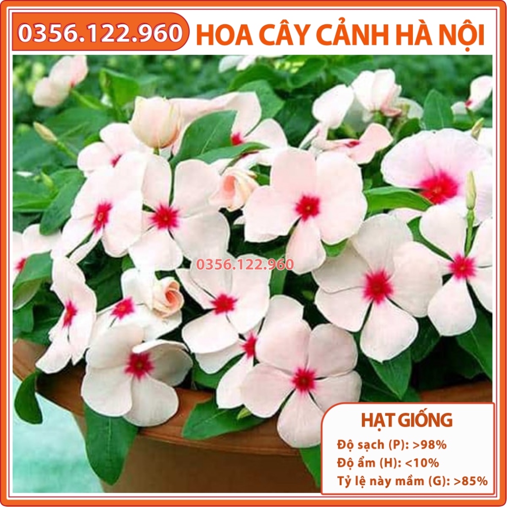 Hạt giống hoa dừa cạn mix nhiều màu ngẫu nhiên giống lùn, nhiều hoa