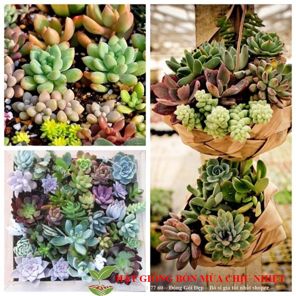 Hg179 Hạt Giống Sen Đá Mỹ Mix Mini(C4.101 | B20)