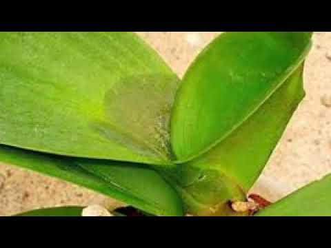 TRỊ BỆNH ĐẶC BIỆT DẬP TẮT THỐI NHŨN BỘ 3 GÓI