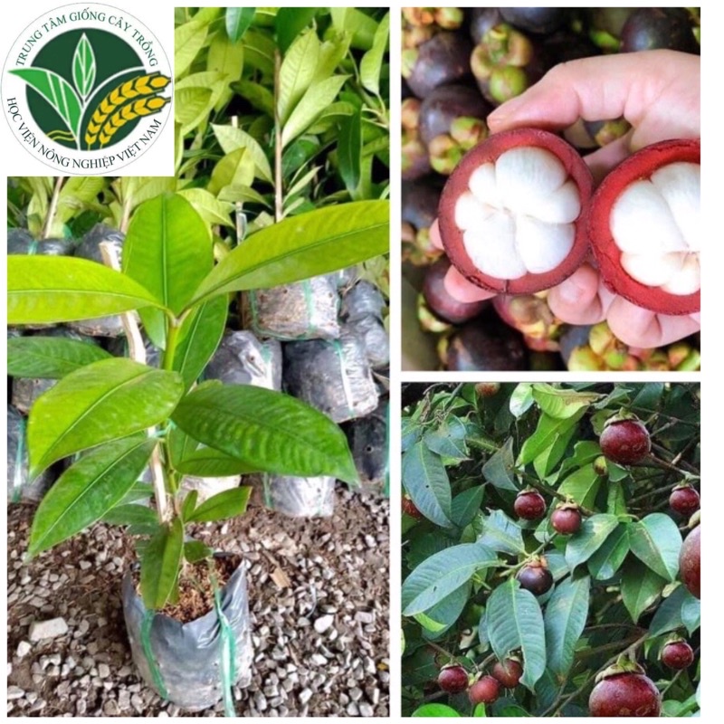 Cây măng cụt F1