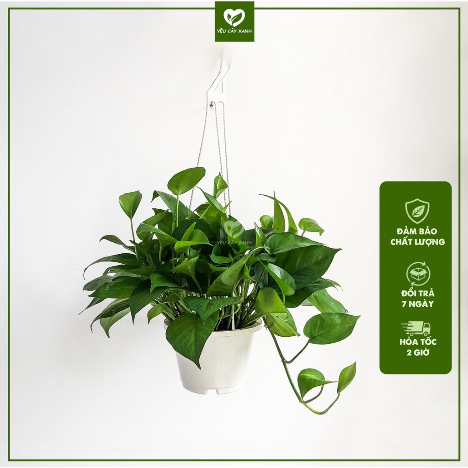 Cây treo trầu bà thái - vạn niên thanh leo