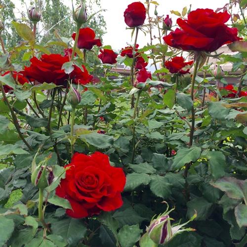 Hạt Giống Hoa Hồng Naomi Đỏ. Túi 10 Hạt Giá Đặc Biệt.