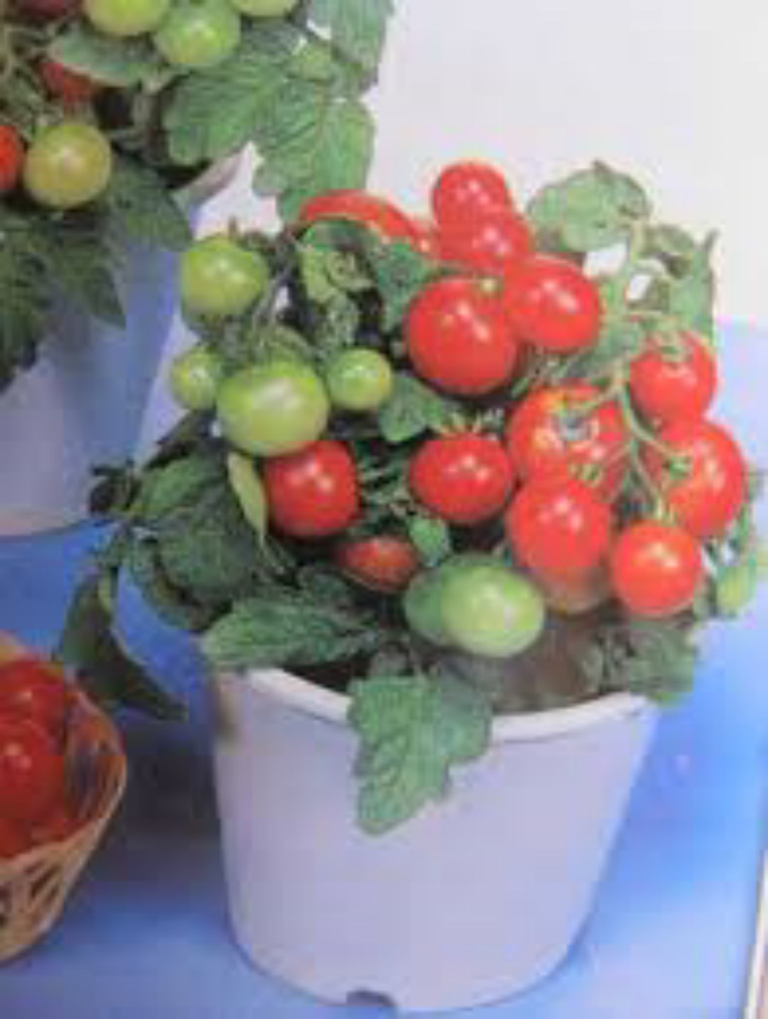 Túi 30 Hạt Giống Cà Chua Lùn Cherry. Dễ Trồng - Năng Xuất Cao - Giá Khuyến Mại.