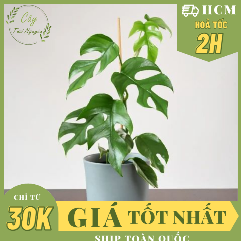 Cây trầu bà lá xẻ leo monstera mini ,, cây cảnh trong nhà, kiểng lá mini để bàn đẹp, giá rẻ, cây tươi nguyên