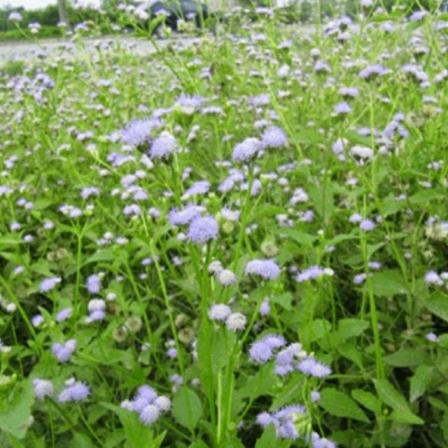 200 hạt giống cây cứt lợn hoa tím