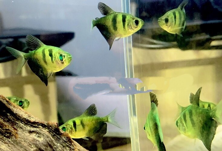 2 con Cánh Buồm tiger dạ quang xanh dễ. nuôi, nuôi không cần oxi, nuôi chung đươc với nhiều loại. Được hoàn tiền khi cá chết do trong quá trình vận chuyển khi có video lúc kiểm tra hàng