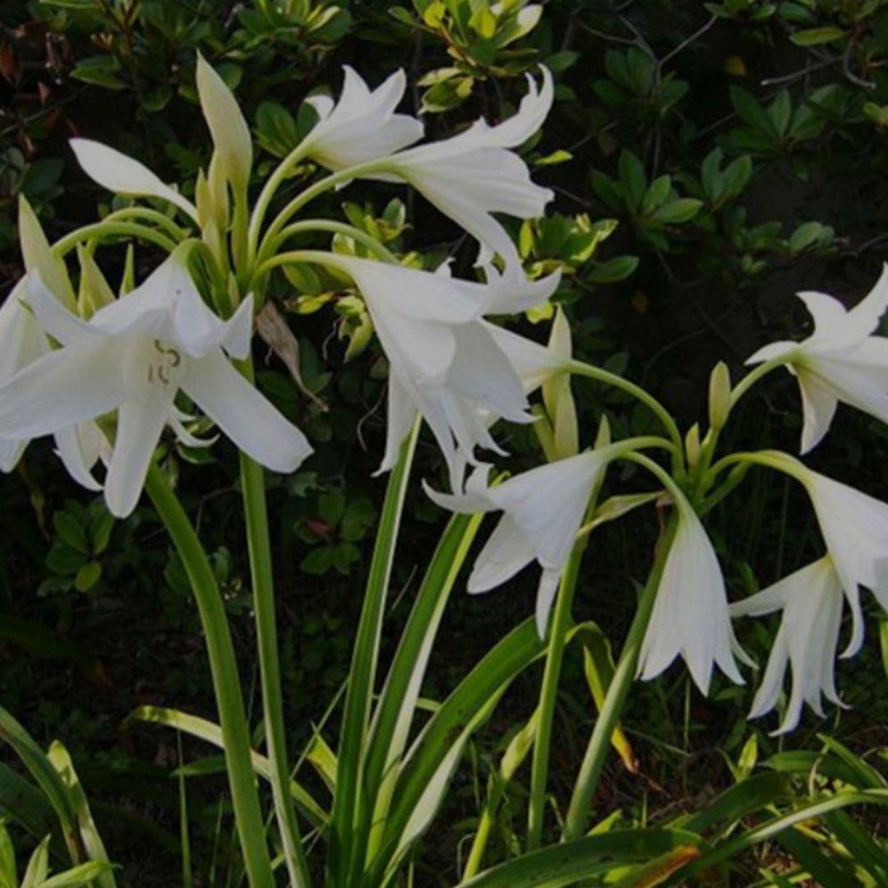 2 cây TRINH NỮ HOÀNG CUNG